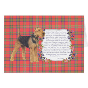 Home Airedale - Welsh - Lakeland