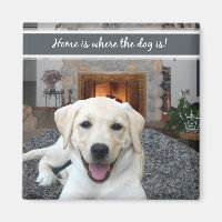 Home is where the dog is