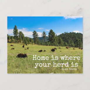 Home is Where Your Herd Is-South Dakota Post Card