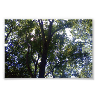 Home of Elves Photo Print