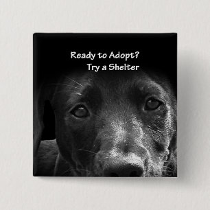 homeless pet adoption button dog