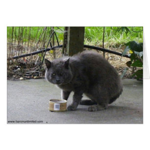 Homeless Tom Cat