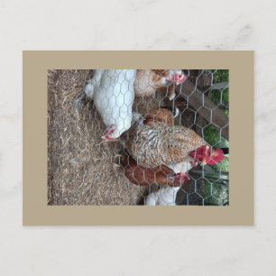 Homestead chickens cute postcard