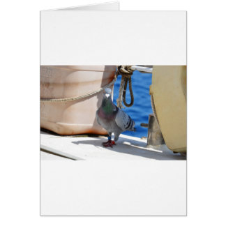 Homing Pigeon