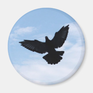 Homing Pigeon Coming Home Magnet