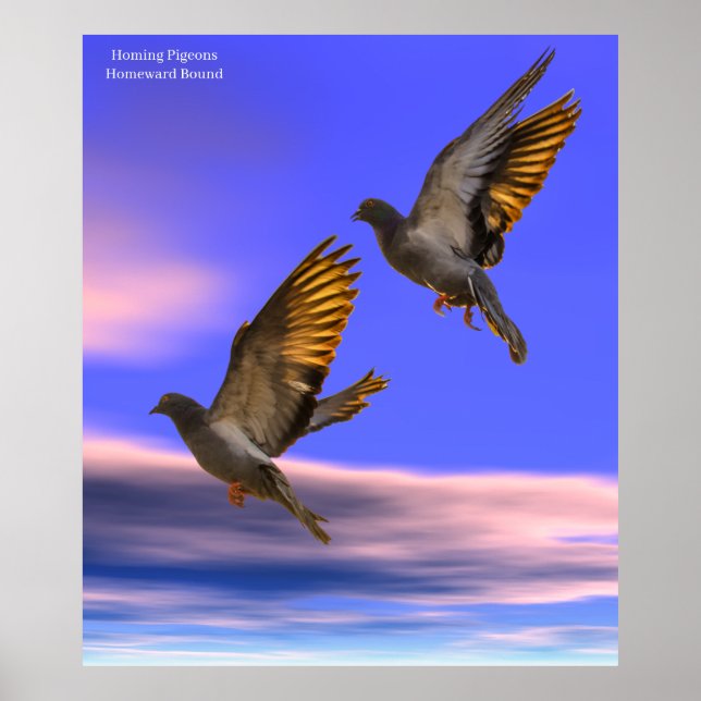 Homing Pigeon image for Poster (Front)