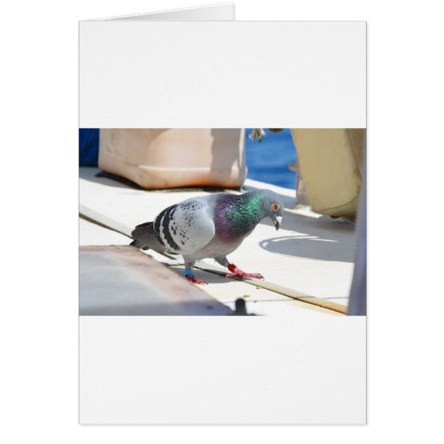 Homing Pigeon On A Yacht (Front)