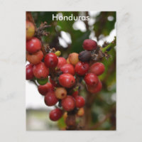 Honduras Coffee Beans