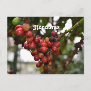 Honduras Coffee Beans Postcard