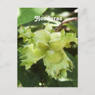 Honduras Hazelnuts Postcard