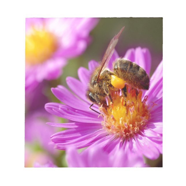 Honey bee and pollination notepad (Front)
