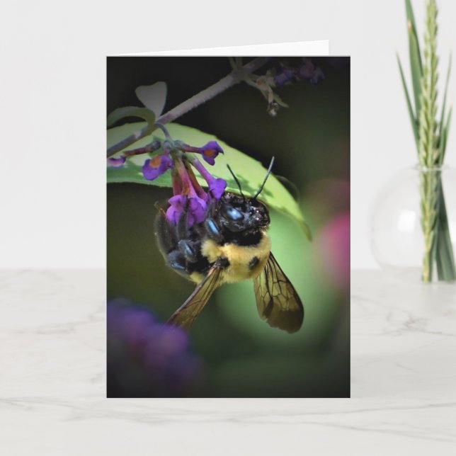 Honey Bee, card (Front)