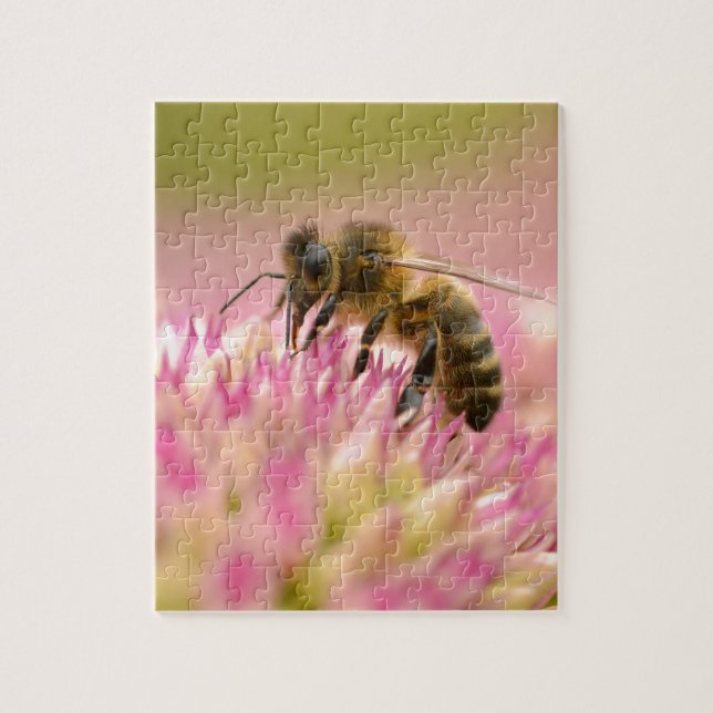 Honey bee feeding on sedum flower jigsaw puzzle (Vertical)