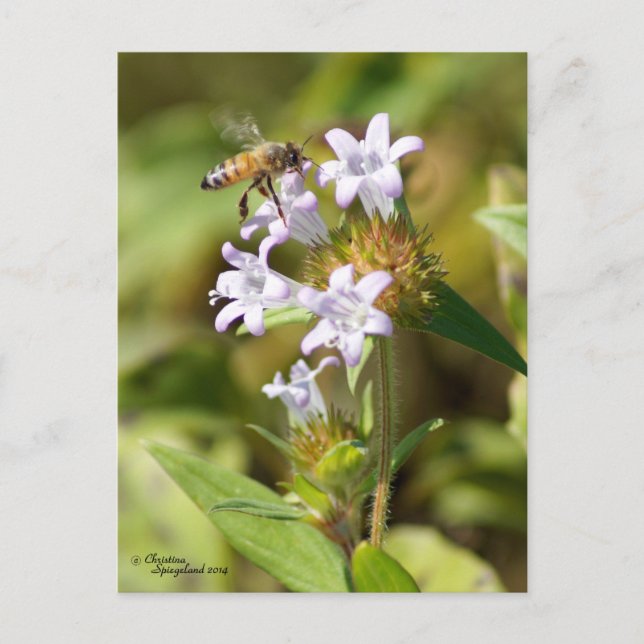 Honey Bee flying Pink flowers Postcard (Front)