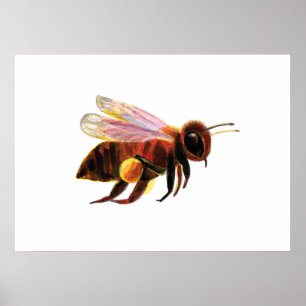 Honey Bee Flying   Poster