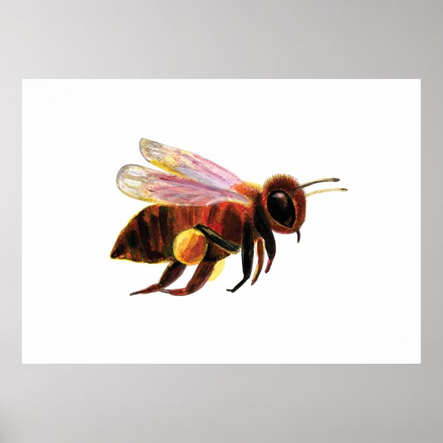 Honey Bee Flying   Poster (Front)