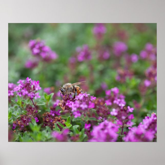 Honey Bee Gathering Nectar Poster (Front)