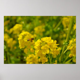 Honey Bee in Flight Poster