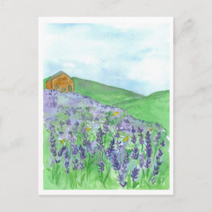 Honey Bee Lavender Field Cottage Postcard