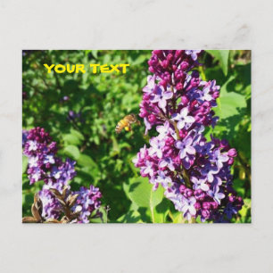 Honey Bee Loves Lilacs Postcard
