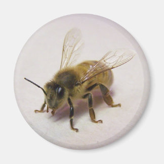honey bee magnet