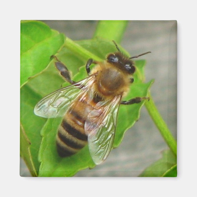 Honey Bee Magnet (Front)