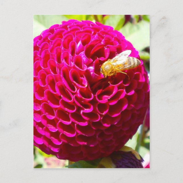 Honey Bee on a Flower Postcard (Front)