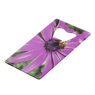Honey Bee On A Purple African Daisy Art