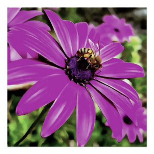 Honey Bee On A Purple African Daisy Art Poster