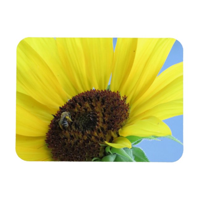 Honey Bee On A Sunflower Magnet (Horizontal)