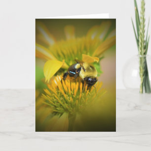 Honey Bee On Coneflower, card