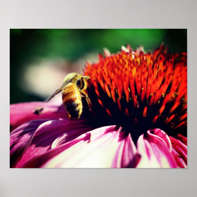 Honey Bee On Coneflower Close Up Poster (Front)