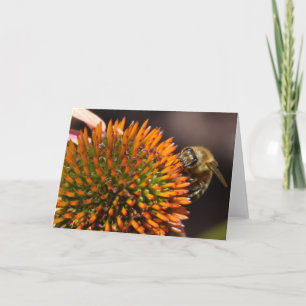 Honey Bee on Coneflower Greeting Card