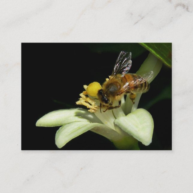 Honey Bee on Lemon Blossom ATC Card (Front)