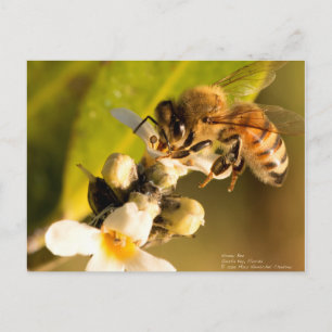 Honey Bee on Mangrove Blossom Postcard