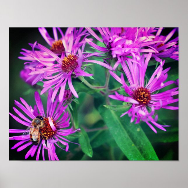 Honey Bee On Pink New England Aster Flower  Poster (Front)