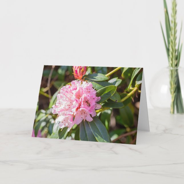 Honey Bee On Pink Rhododendron Note  Card (Front)