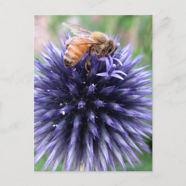Honey Bee on Purple Globe Thistle Flower Postcard (Front)