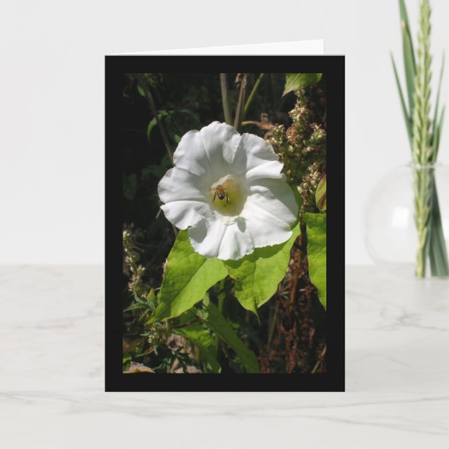 Honey Bee on Wild Morning Glory Card (Front)