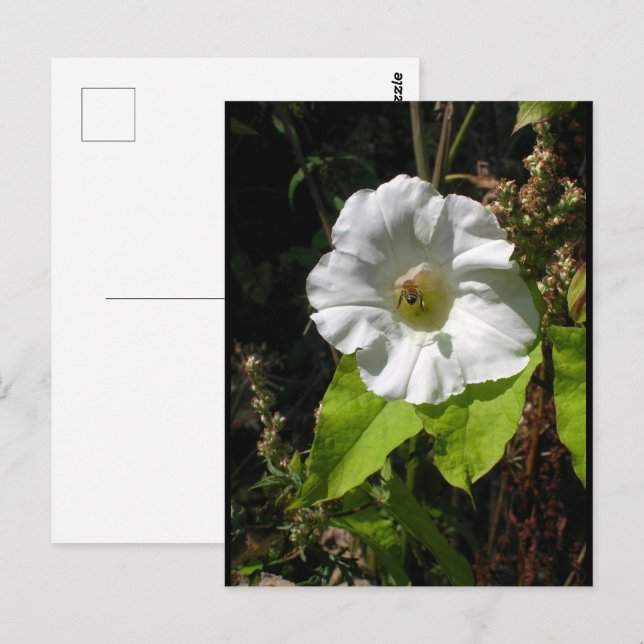Honey Bee on Wild Morning Glory Postcard (Front/Back)