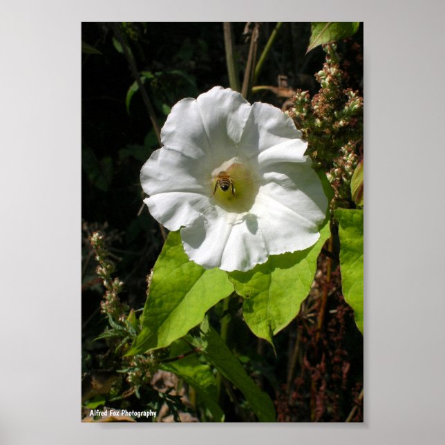 Honey Bee on Wild Morning Glory Poster (Front)