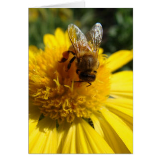 Honey bee on yellow sunflower colour daisy