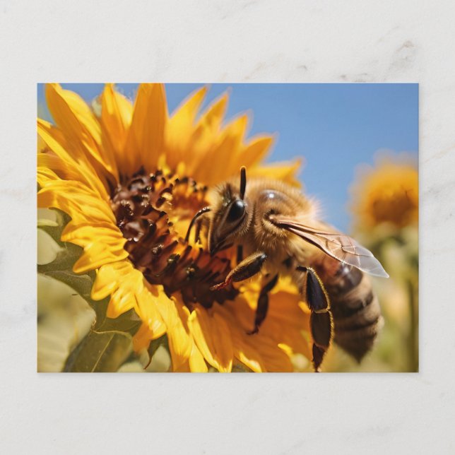 Honey bee polinating sunflower postcard (Front)