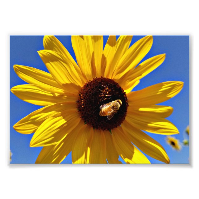 Honey Bee Pollinating Wild Sunflower Photo Print (Front)