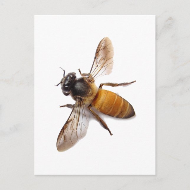 Honey Bee Postcard (Front)
