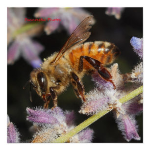 Honey Bee Poster