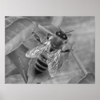 Honey Bee Poster