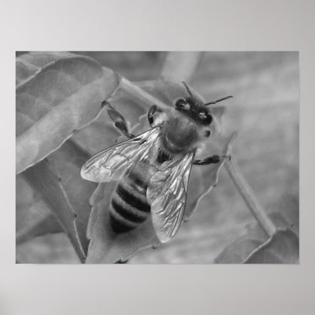 Honey Bee Poster (Front)