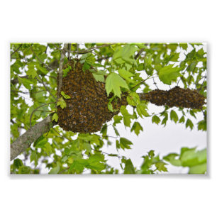 Honey Bee Swarm Photo Print