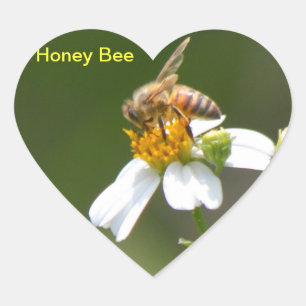Honey Bee white Daisy flower Heart Sticker